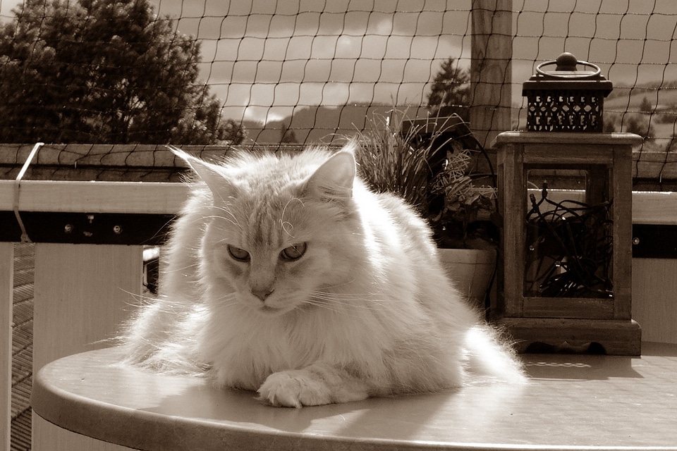 Animals longhair cat maine coon