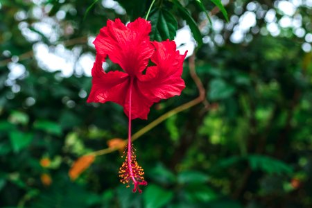 Selective Focus Photography Of Red Hibiscus Flower photo
