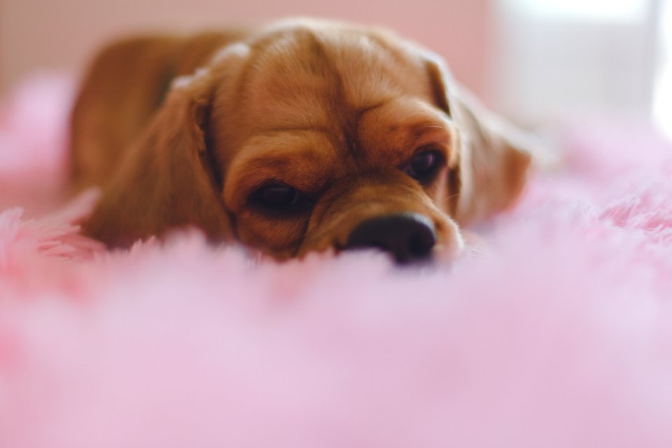 Closeup Photography Of Short-coated Tan Puppy photo