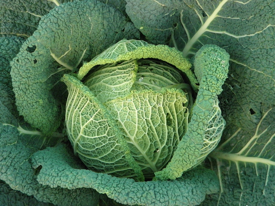 Eat food vegetables