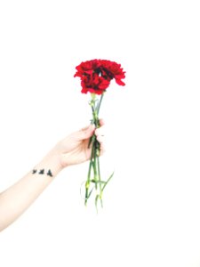 Photo Of Person Holding Bouquet Of Red Carnations