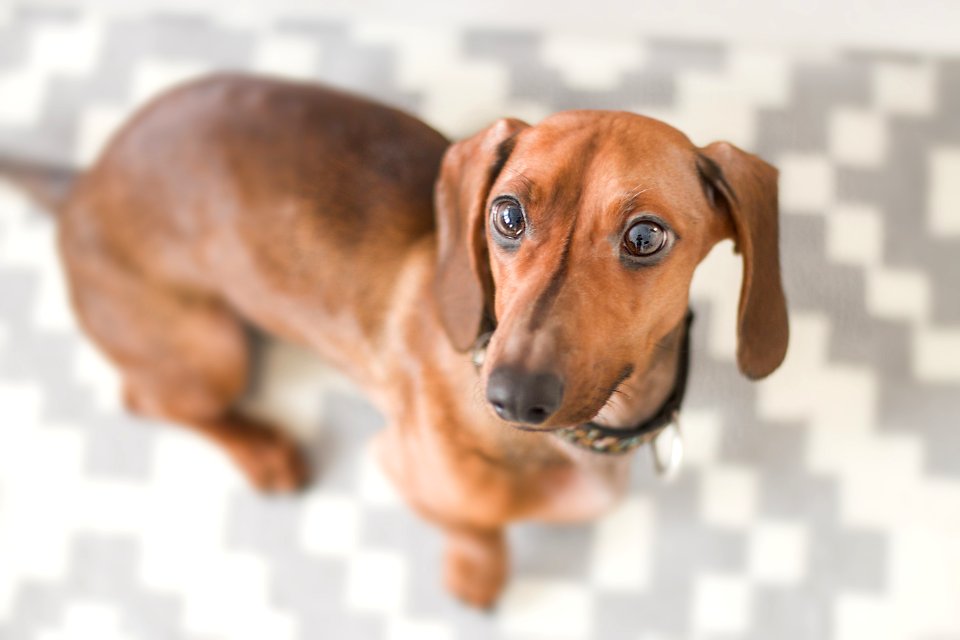Close-up Photography Of Dachshund