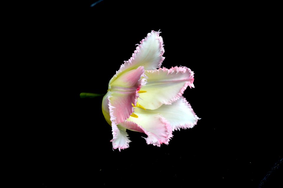 Close-up Photography Of Flower