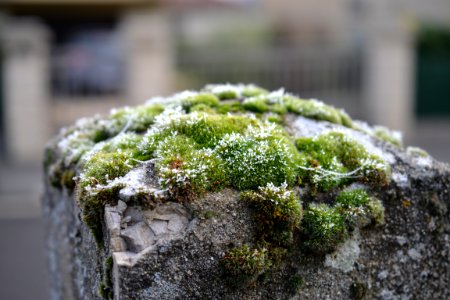 Close-up Photography Of Mossy Rocks photo