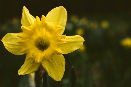 Close-up Photography Of Daffodil Flower