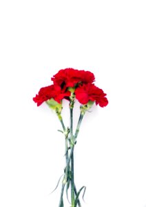 Flatlay Photography Of Red Carnations photo