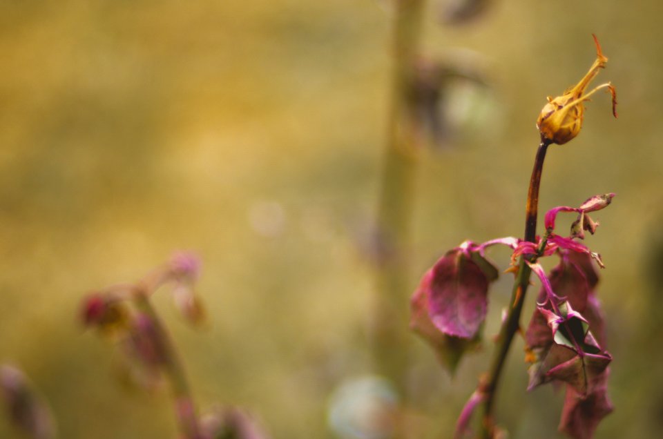 Close-up Photography Of Dried Flowers