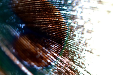 Macro Photography Of Animal Feather