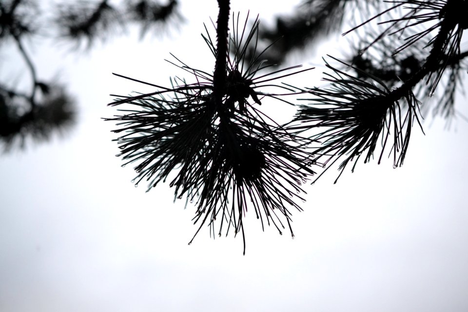 Silhouette Photo Of Plants