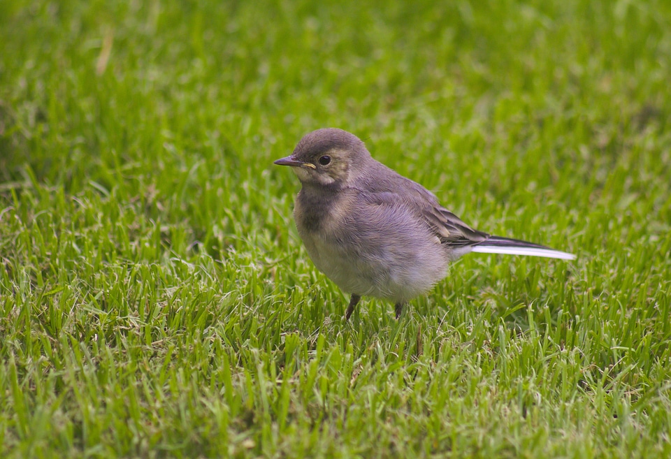 Cute feather outdoors