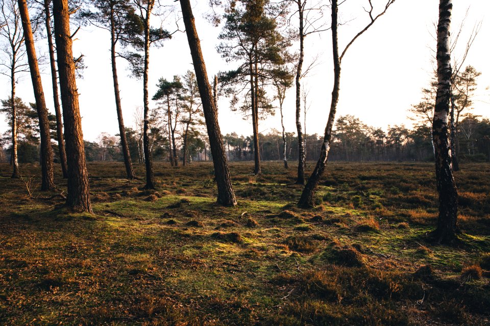 Scenic View Of Forest