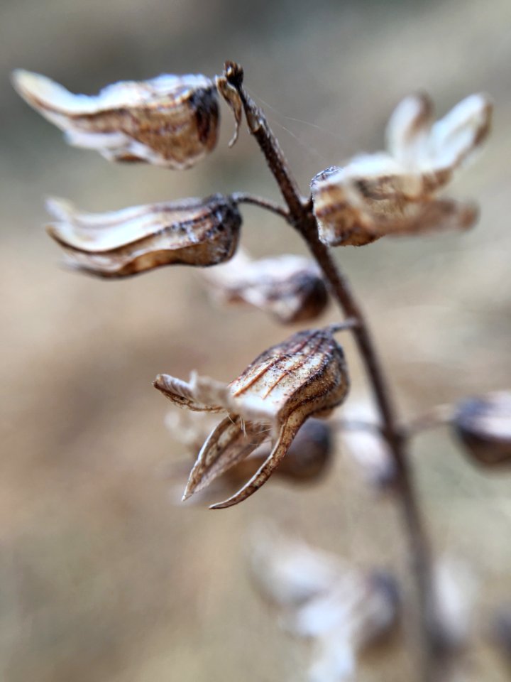 Close-up Photography Of Dried Flowers photo