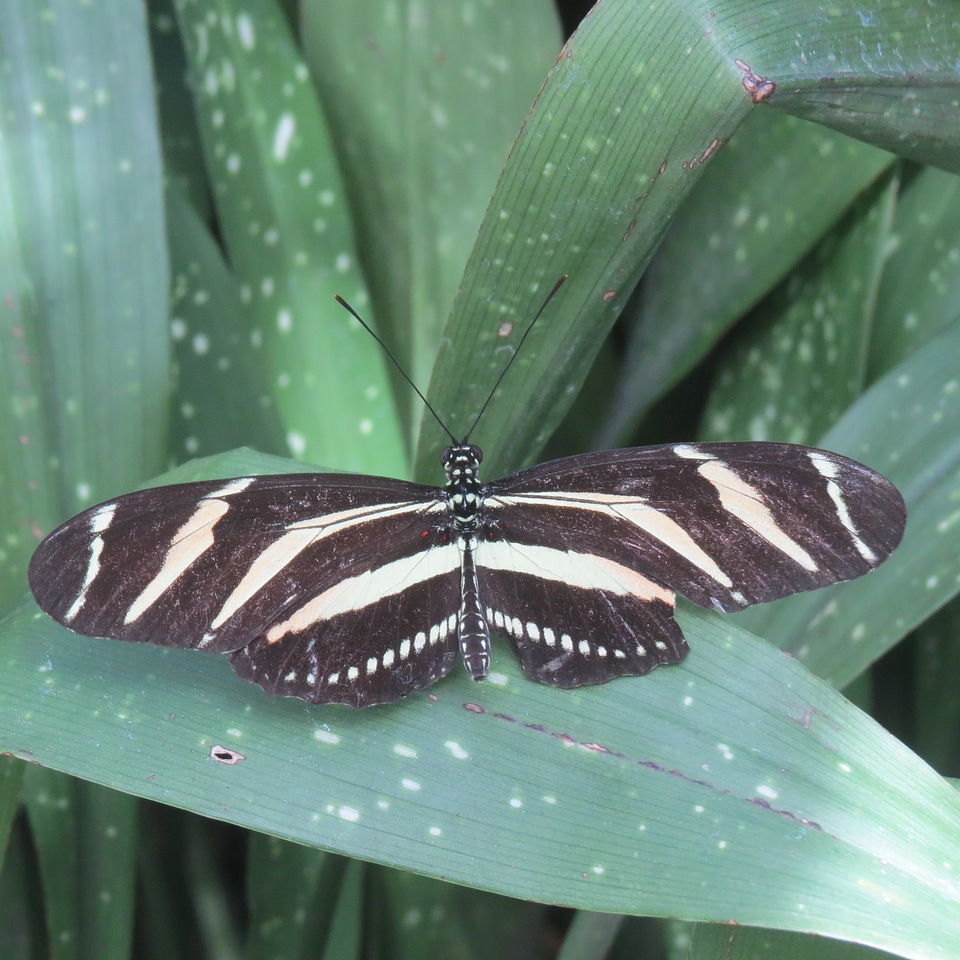 Wildlife bug bright