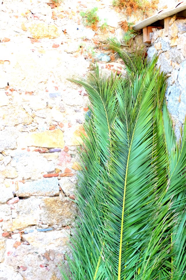 Palm Leaves Leaning On Brickwalls