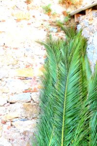 Palm Leaves Leaning On Brickwalls
