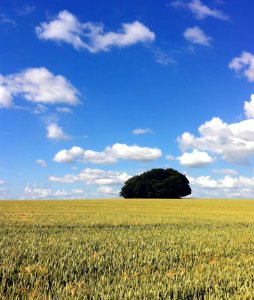 Green Leaf Tree And Grass Field Under Blue Sky And White Clouds photo