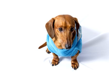 Adult Brown Dachshund Wearing Blue Shirt