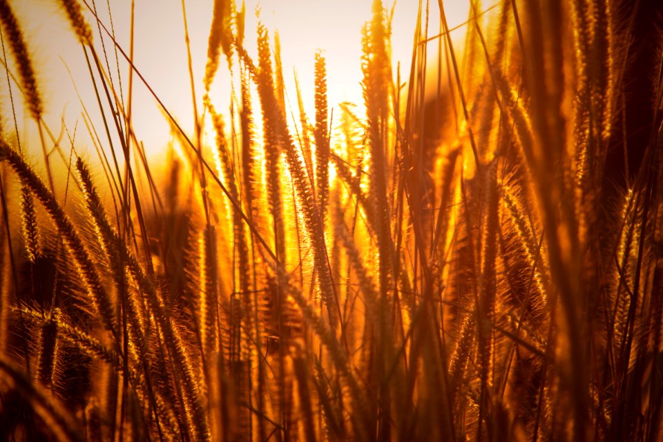 Brown Rice Wheats photo