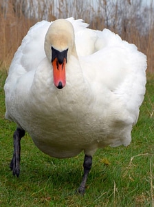 Bird animal nature