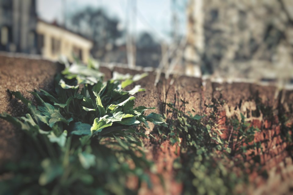 Green Leaves On Pavement