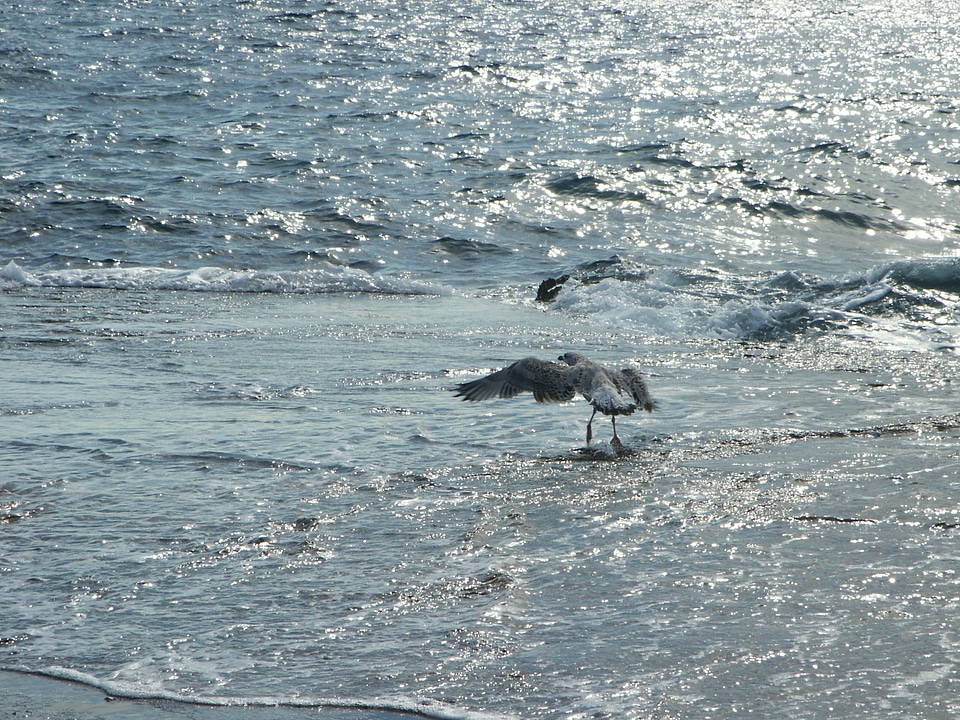 Seagull bird sea gull