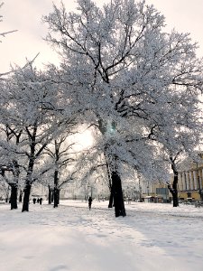 Person Standing Beside White Trees