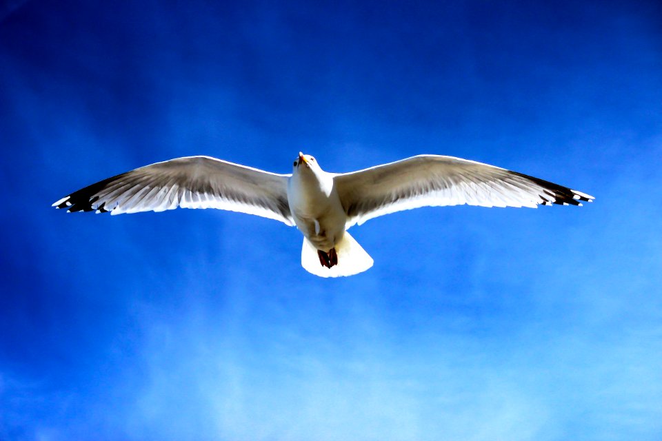 White Seagull Flying On Sky