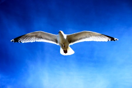 White Seagull Flying On Sky photo