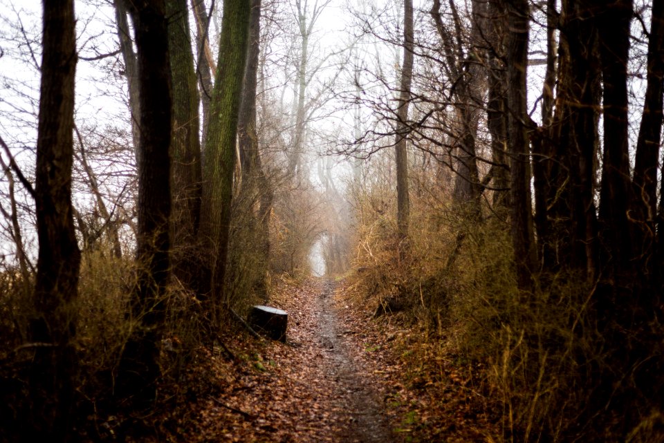 Photo Of Dirt Pathway Between Trees