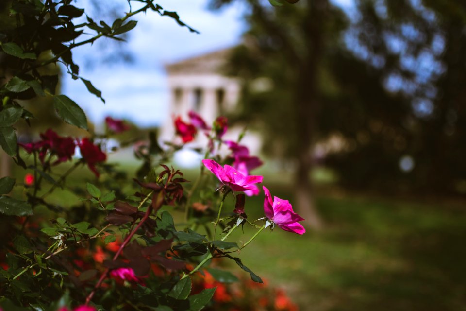 Pink Flower In Macro Shot Photography