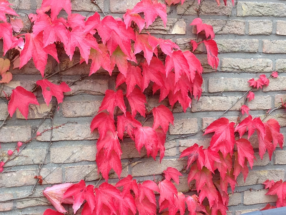 Red fall foliage fall color