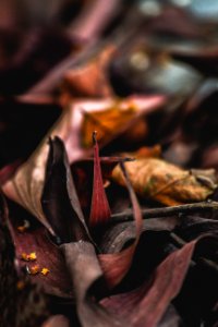 Brown Leaf Photo photo