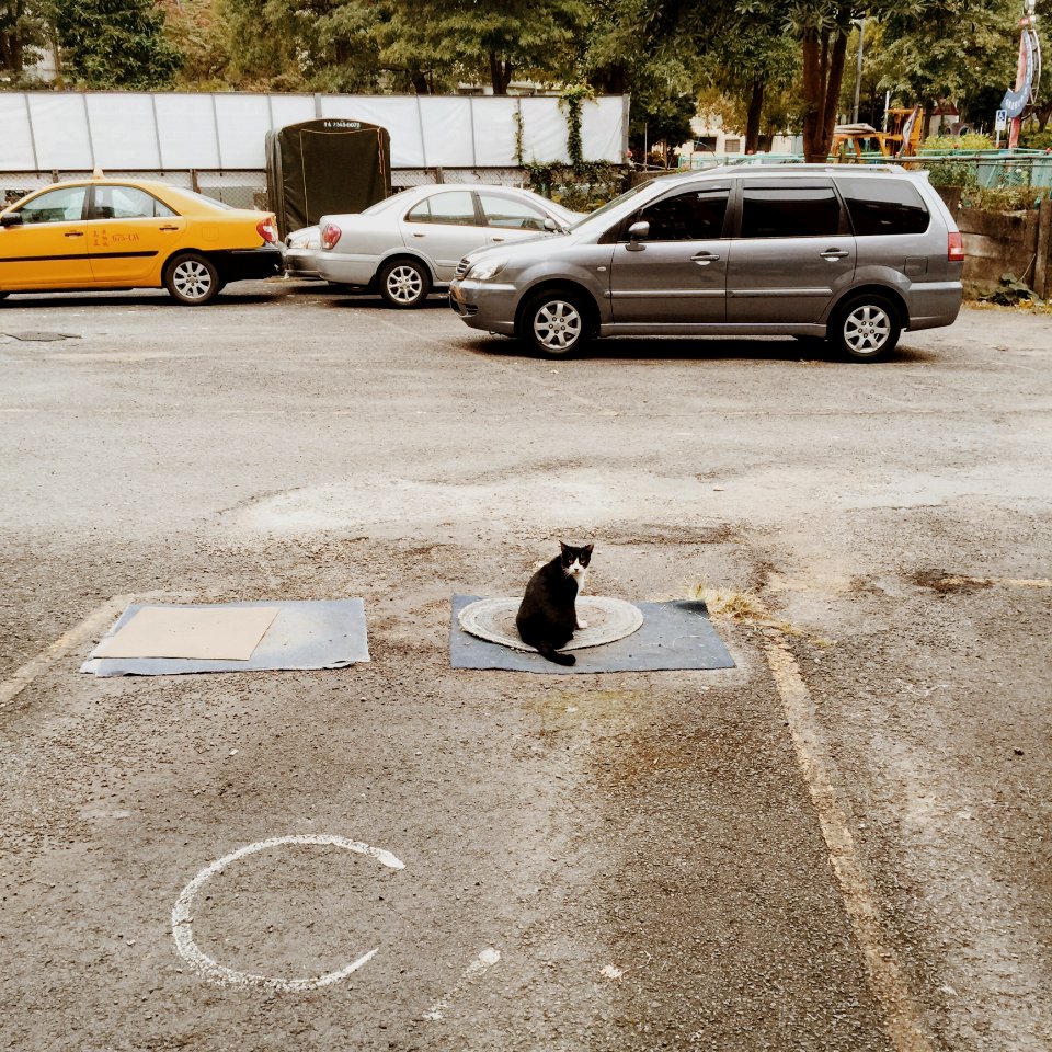 Black And White Cat On The Mat In A Distance Of Gray Suv