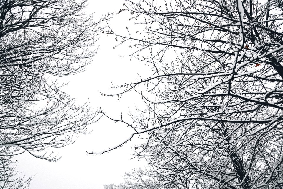 Low Angle Photography Of Bare Tree During Winter Season