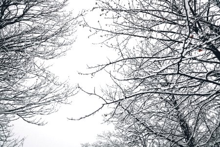 Low Angle Photography Of Bare Tree During Winter Season photo