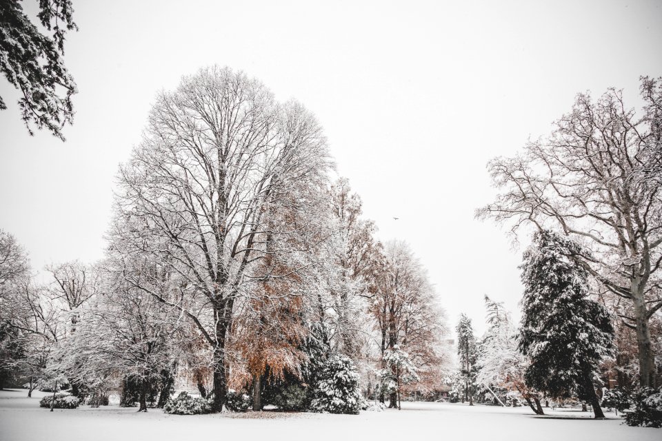 Photo Of Trees Covered Of Snow