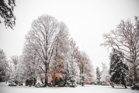 Photo Of Trees Covered Of Snow photo