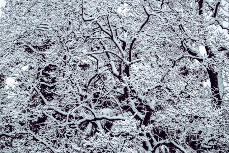 Snow Covered Bare Tree photo