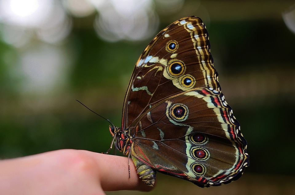 Cocoon macro wildlife