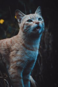 Short-coated Orange Tabby Cat photo