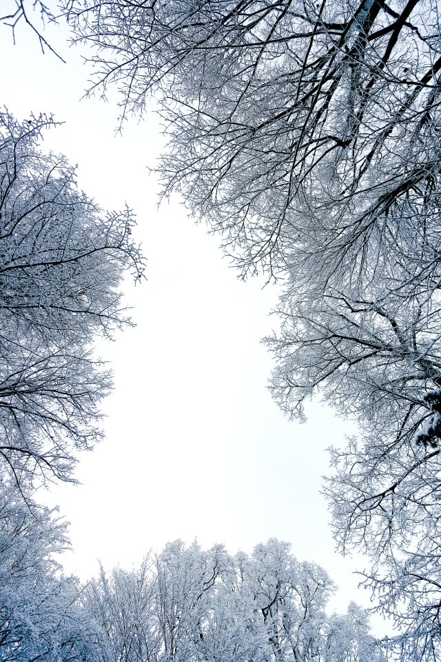 Worm-eye View Of Trees