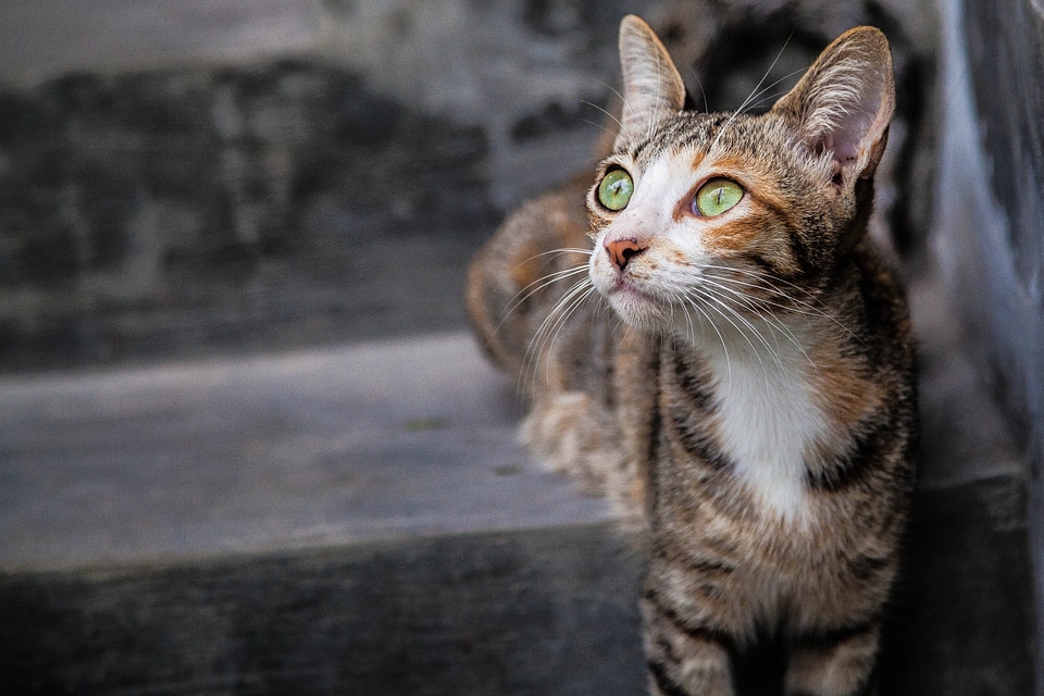 Pose pet cute