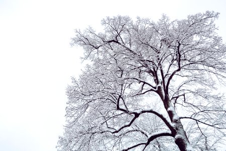 Snow Coated Tree Illustration photo