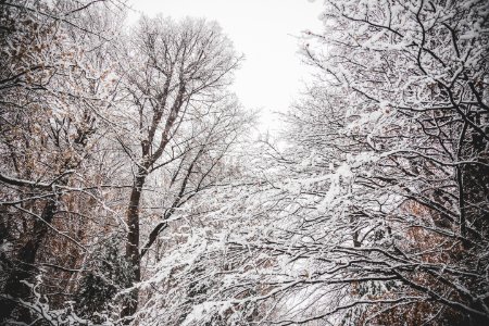 Snowy Leafless Trees