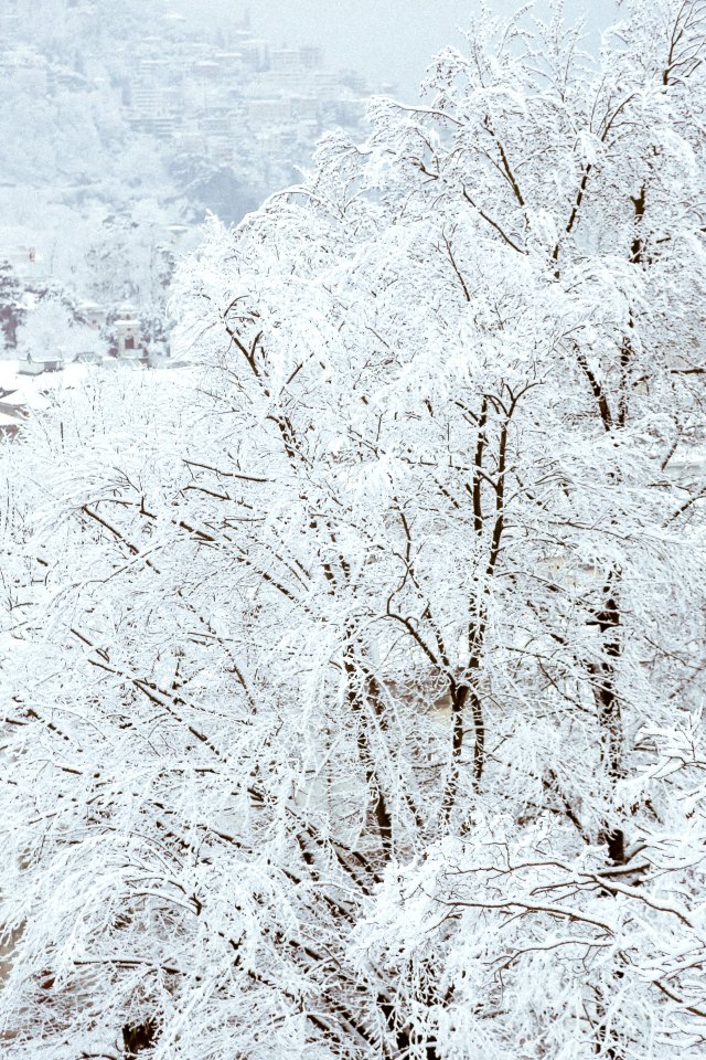 Snow Covered Trees photo