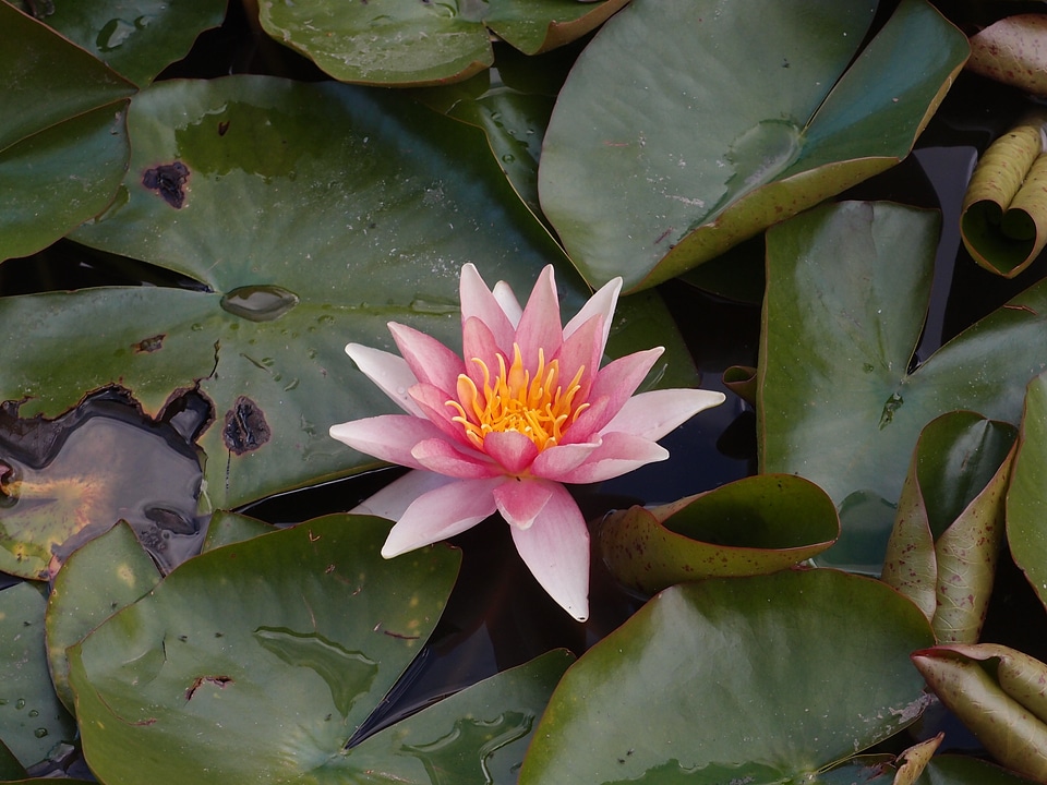Plant lily bloom