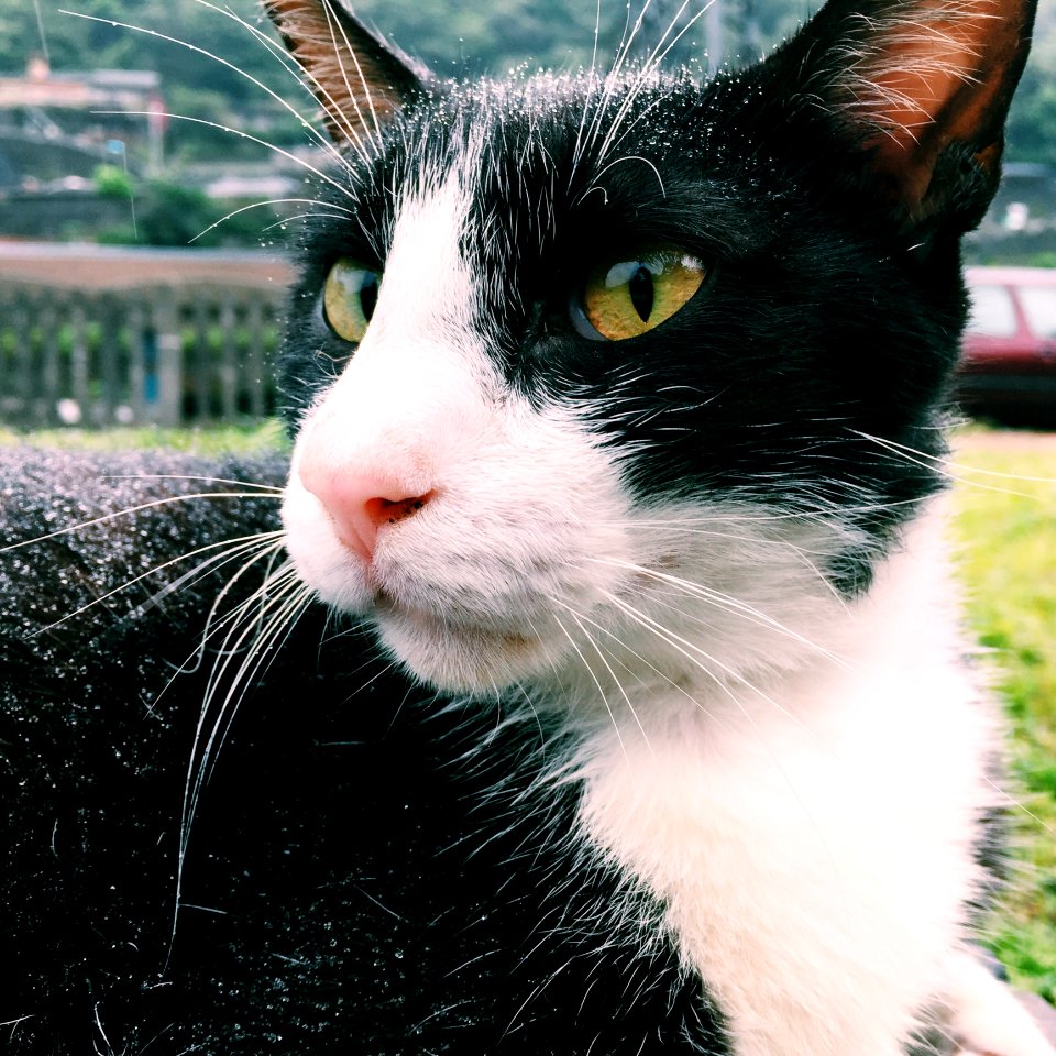 Close-up Photography Of Tuxedo Cat