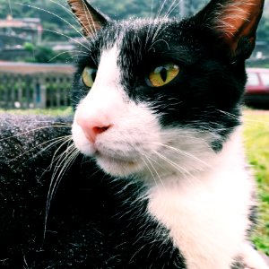 Close-up Photography Of Tuxedo Cat