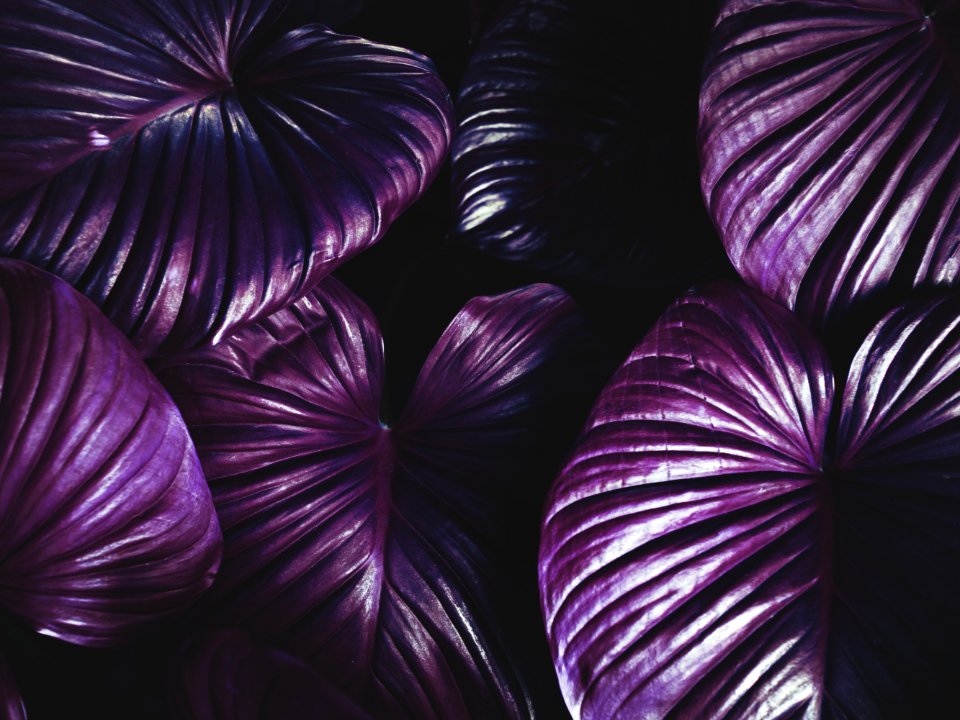 Purple Leaves