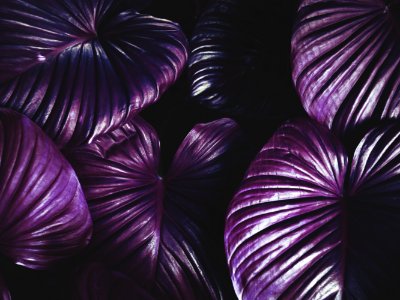 Purple Leaves